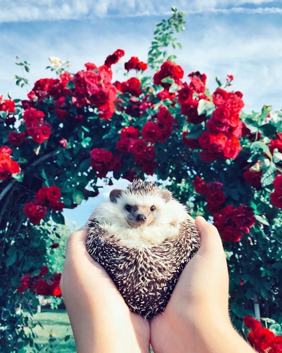 Ежик в руках