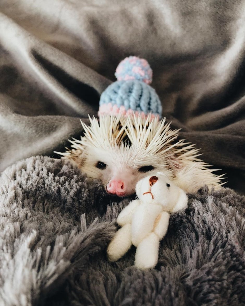 Спящий Ежик