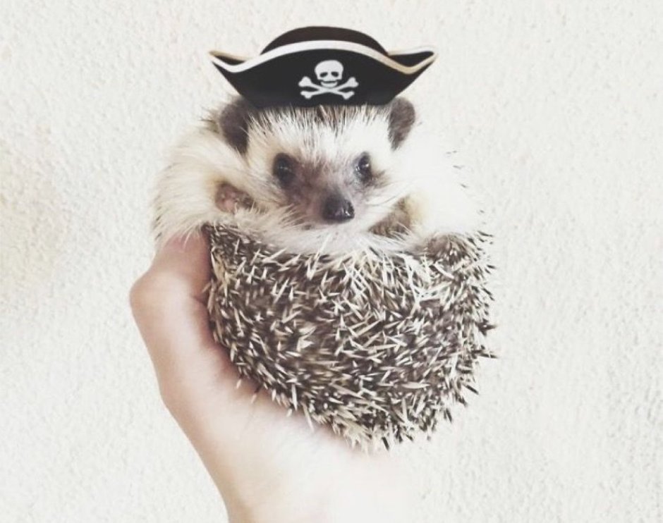 Ежик в шляпе