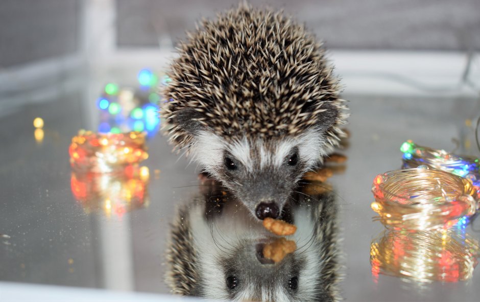 Ежик в офисе