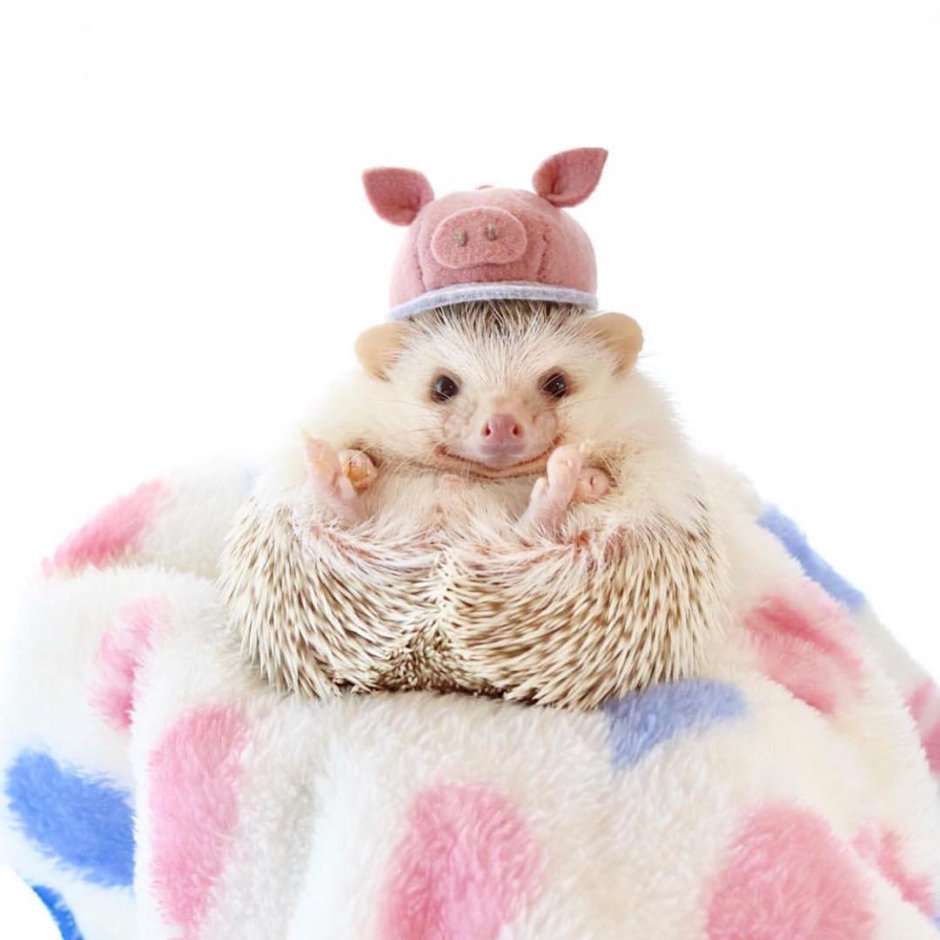 Ёжик звезда Инстаграм