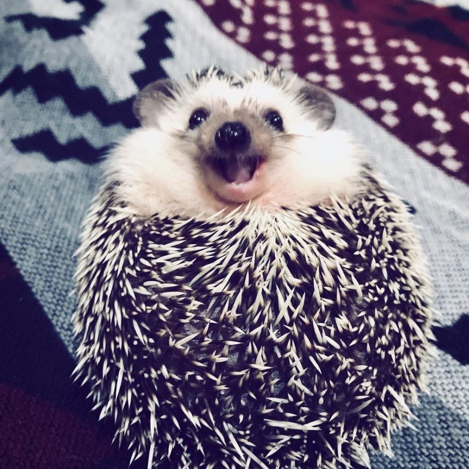 Блинский ёж