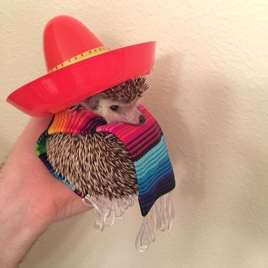 Ежик в шляпе