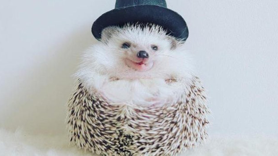 Ежик в шляпке