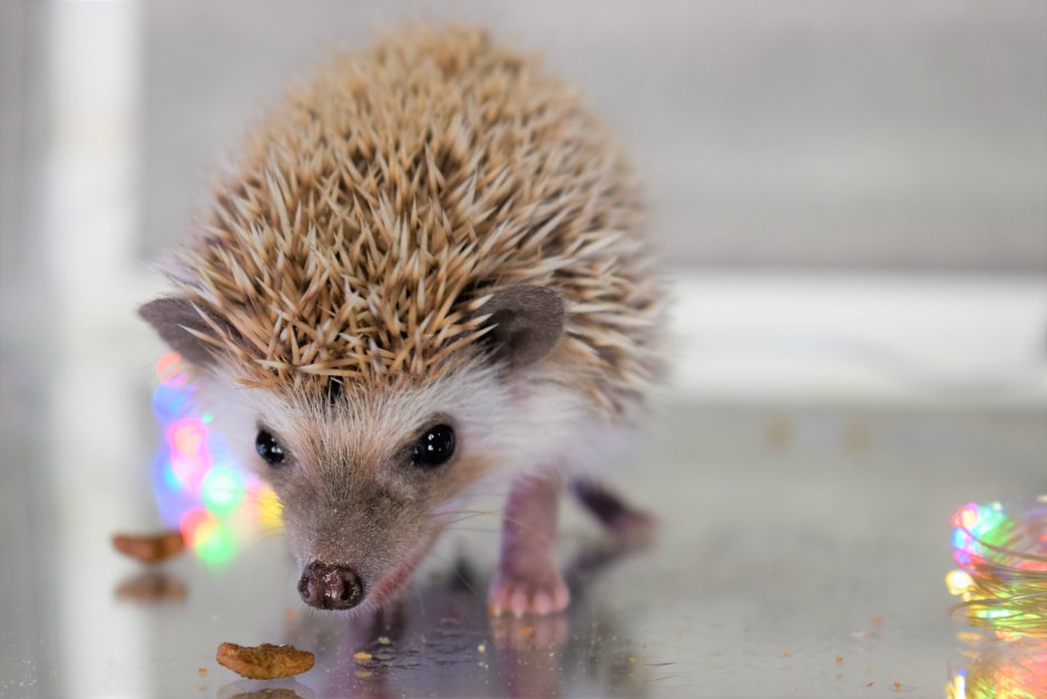 Австралийский карликовый еж