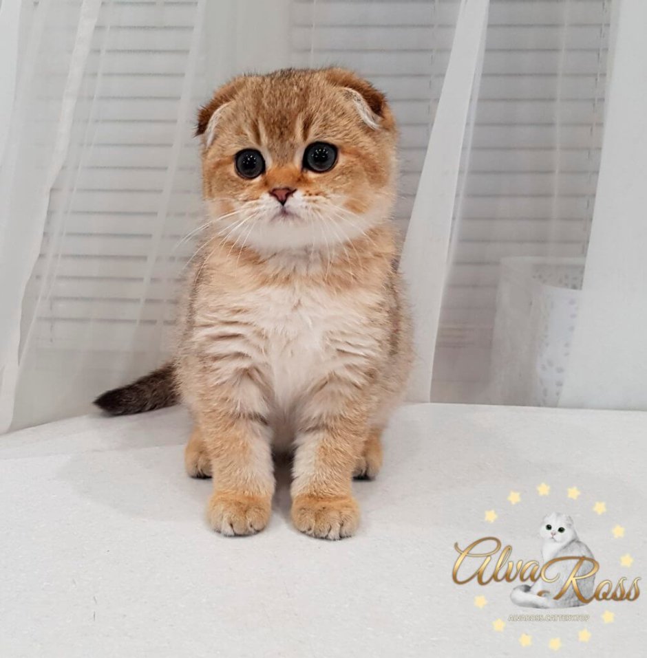 Кошка шиншилла Британская Золотая вислоухая