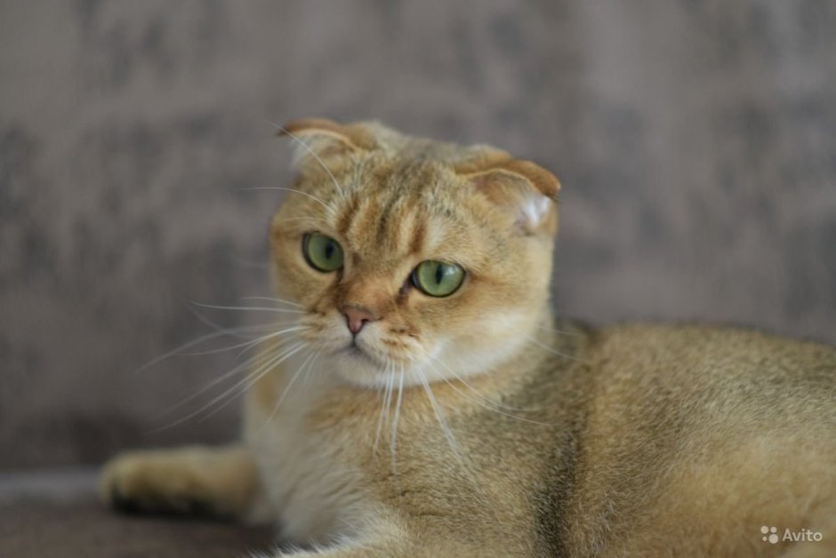 Кошка Шотландская шиншилла золотистая