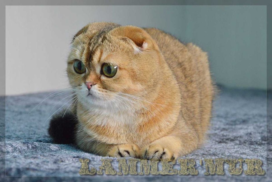 Шотландская NY 25 фолд