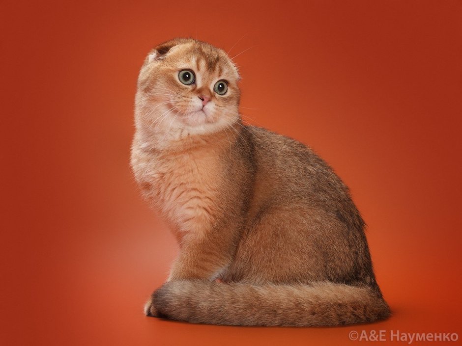 Скоттиш фолд ny24