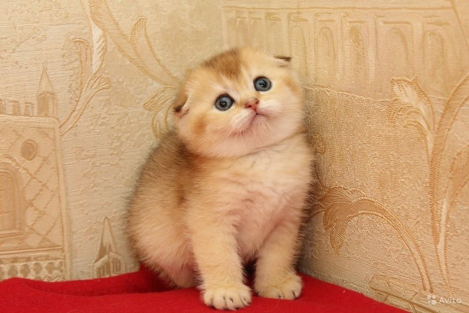 Шотландская вислоухая Золотая шиншилла