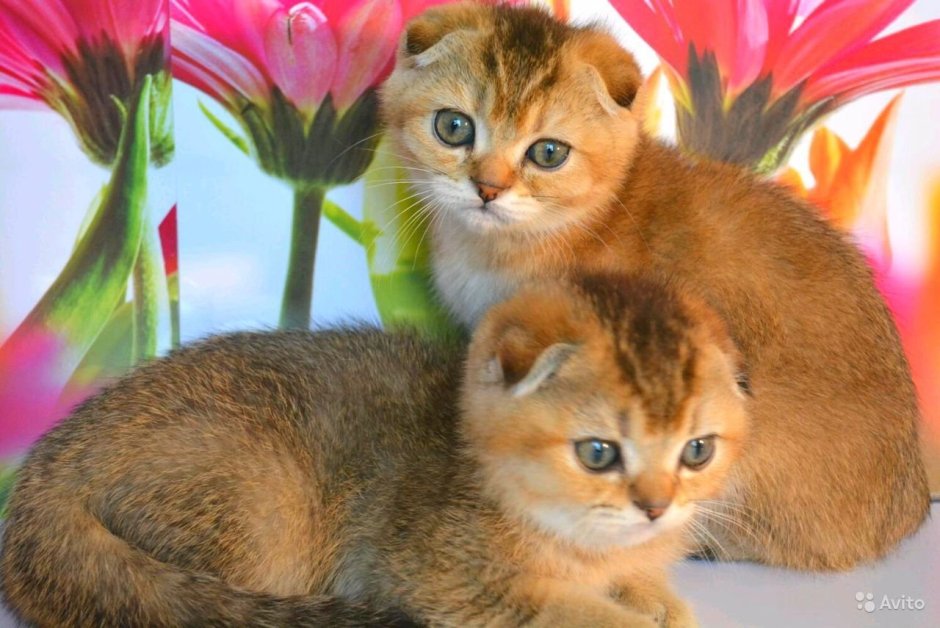 Шотландская вислоухая шиншилла Золотая тикированная