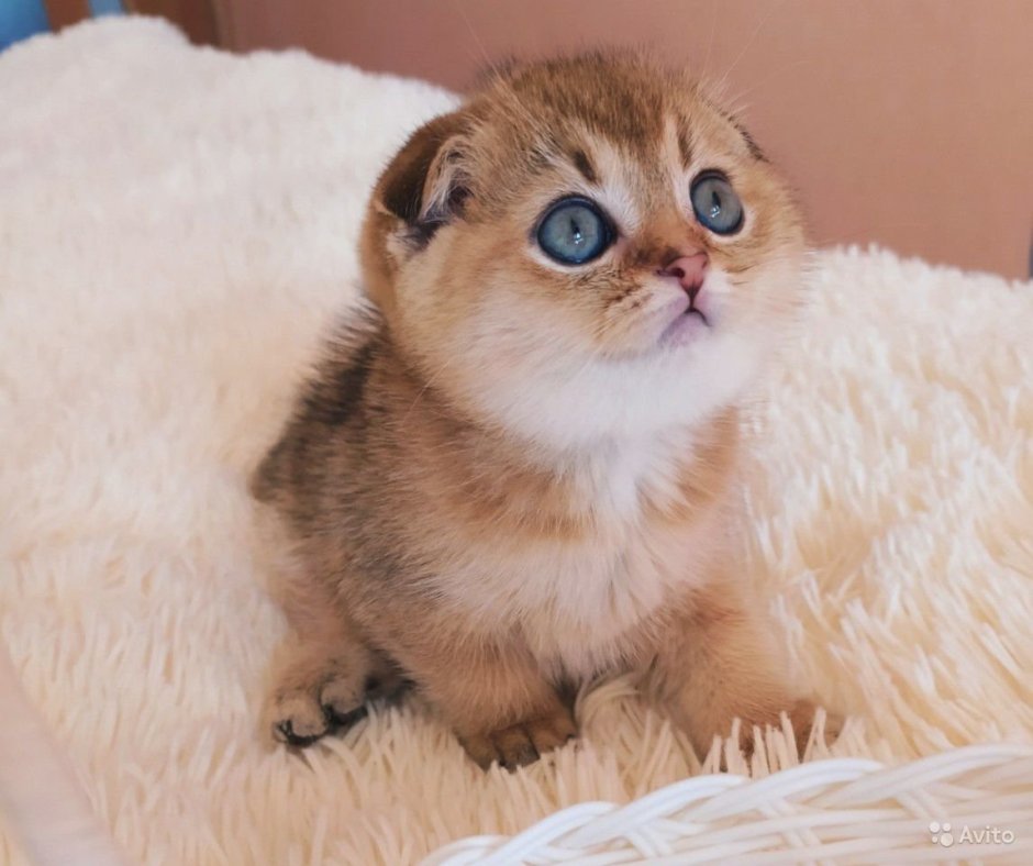 Британская Золотая шиншилла вислоухая