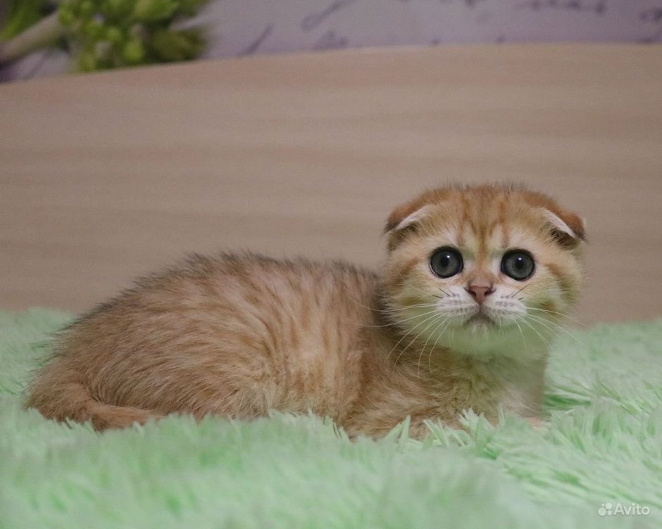 Шотландская вислоухая золотистая