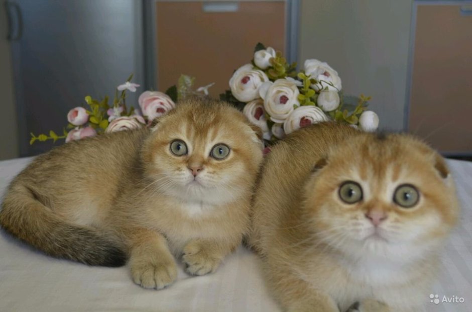 Вислоухие котята Золотая мраморная шиншилла