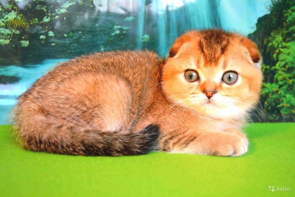 Скоттиш фолд Золотая шиншилла