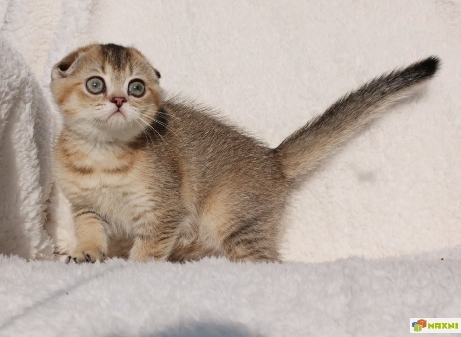 Скоттиш фолд Золотая шиншилла
