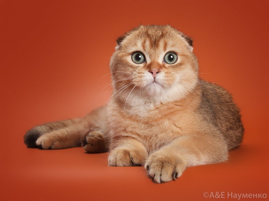 Скоттиш фолд Золотая шиншилла
