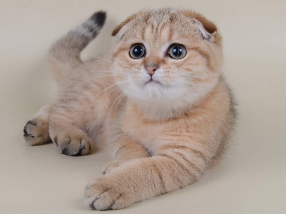 Скоттиш фолд камео