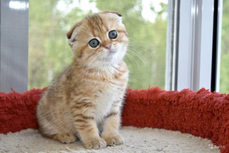 Манчкин Золотая шиншилла вислоухий