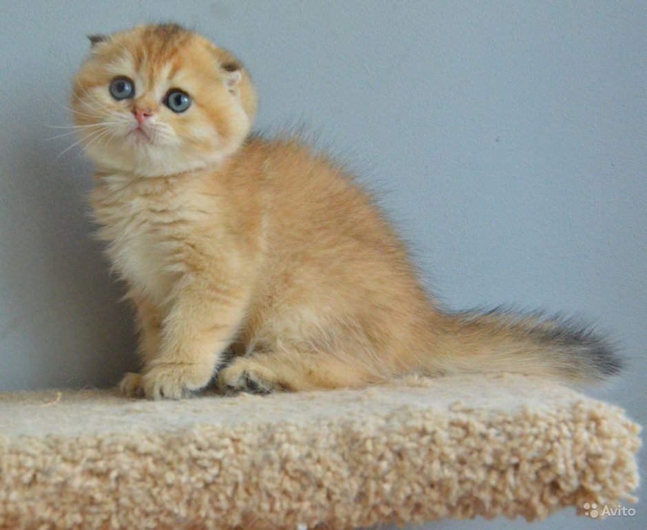 Скоттиш фолд Золотая шиншилла