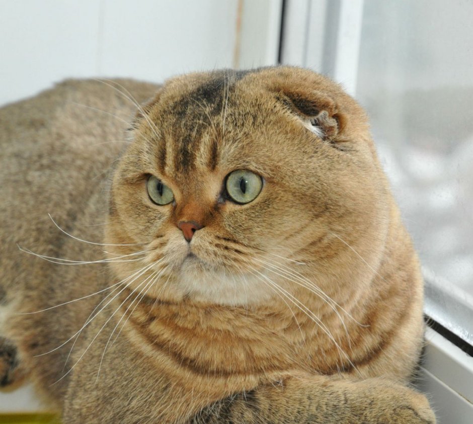 Шотландская вислоухая Золотая шиншилла