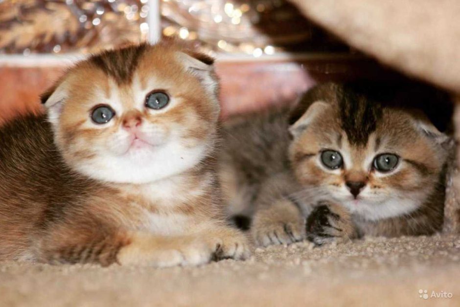 Золотая шиншилла вислоухая тикированная NY 25 котята