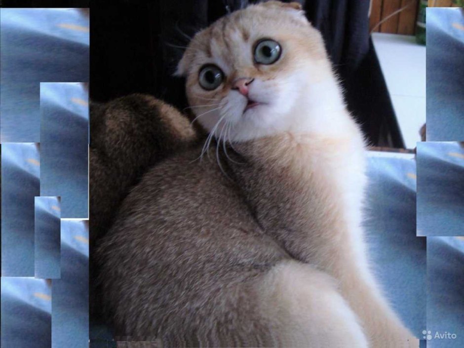 Шотландский вислоухий золотой тикированный