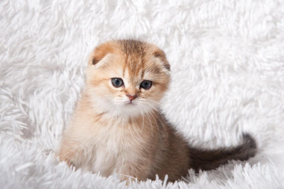 Скоттиш фолд Золотая шиншилла