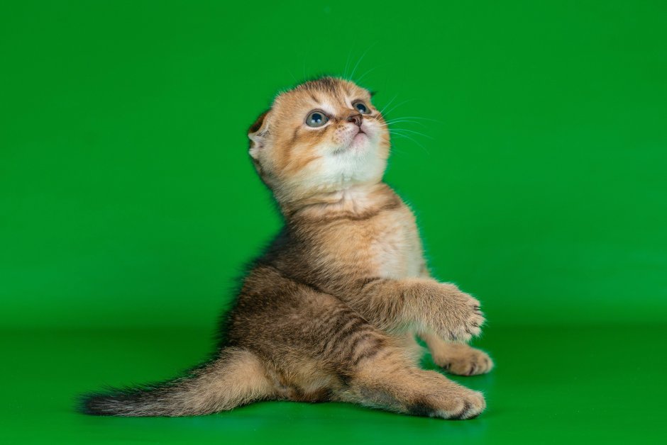 Золотая шиншилла вислоухая девочка