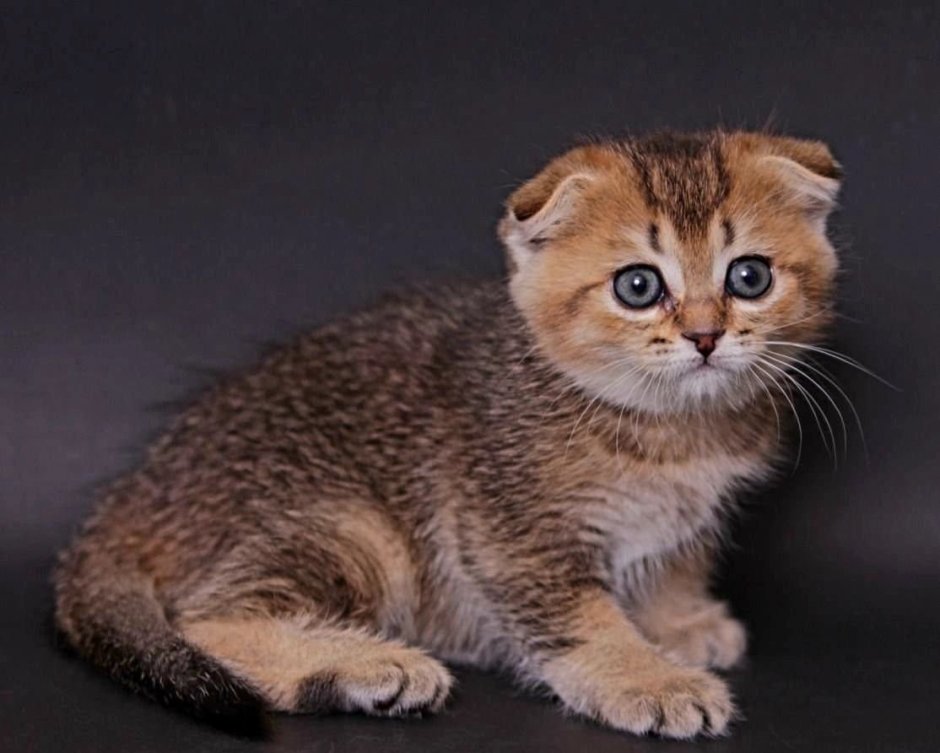 Шотландская вислоухая Золотая шиншилла