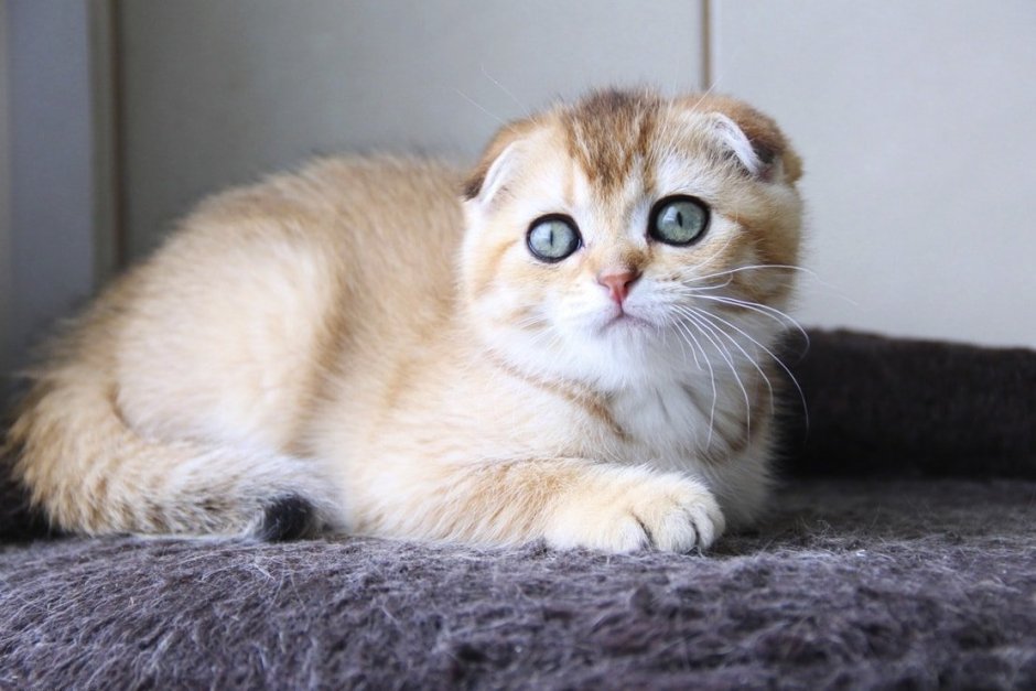 Шотландская вислоухая Золотая шиншилла