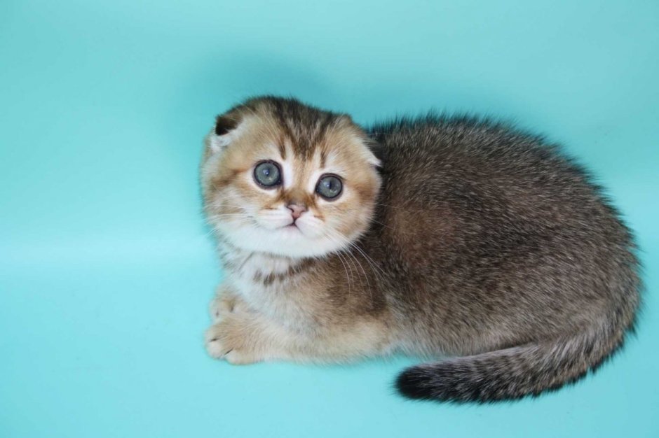 Золотая шиншилла кошка вислоухая