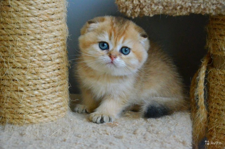 Золотая шиншилла вислоухая