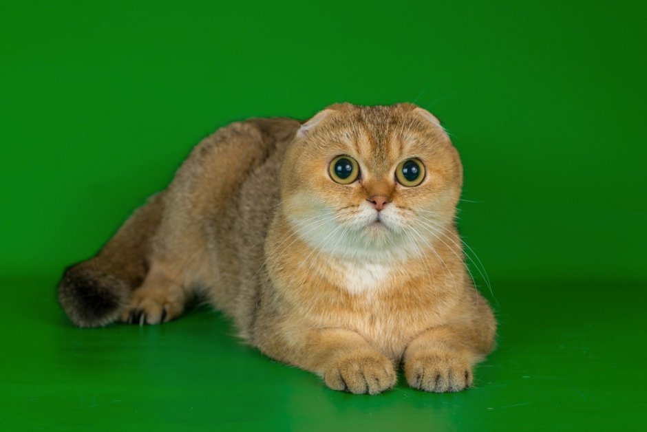 Золотая шиншилла вислоухая