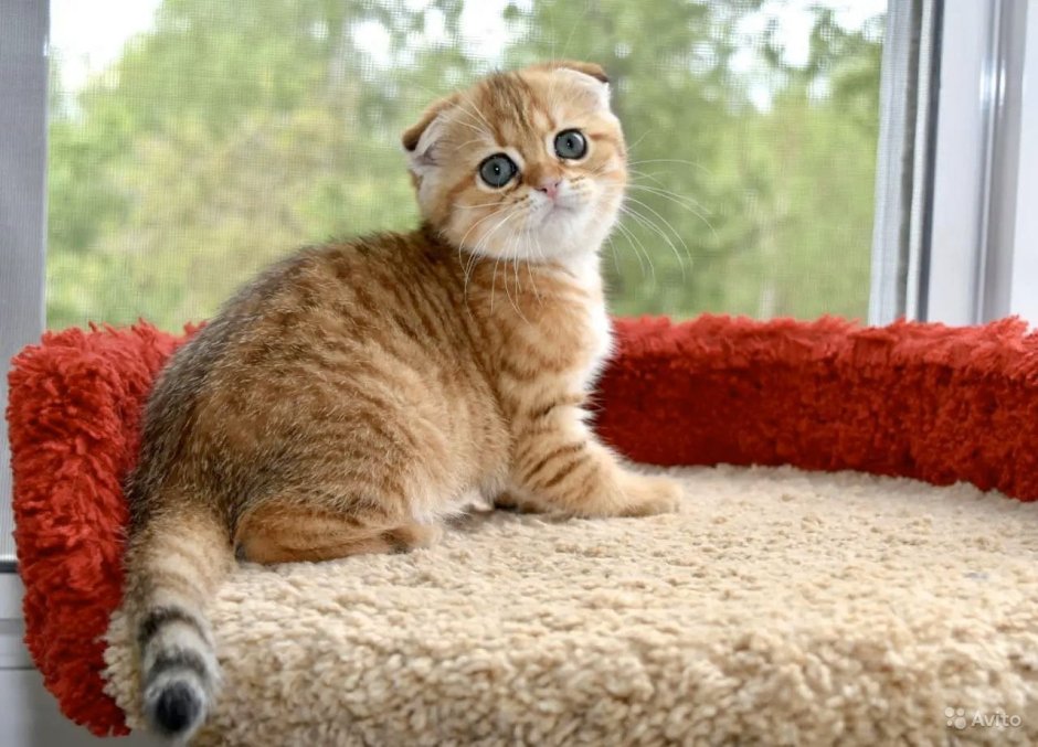 Скоттиш фолд Золотая шиншилла