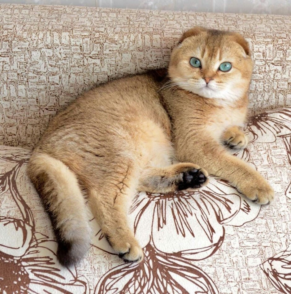 Золотая шиншилла кошка вислоухая