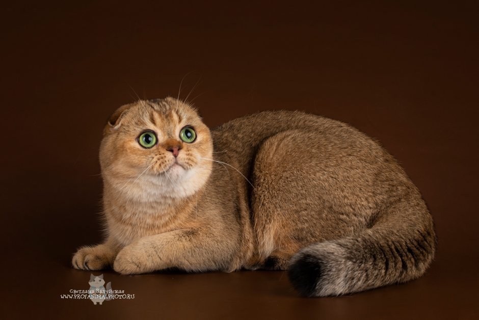 Шотландская скоттиш фолд ny25
