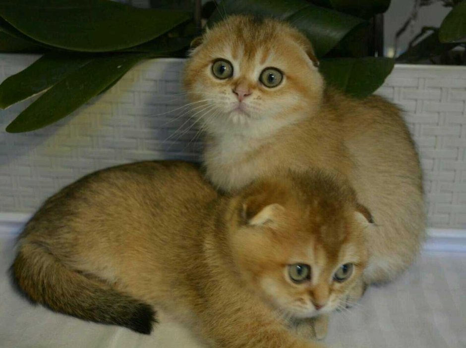 Шотландский вислоухий котенок Золотая шиншилла