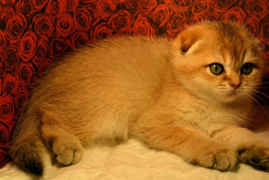 Шотландская вислоухая Золотая шиншилла