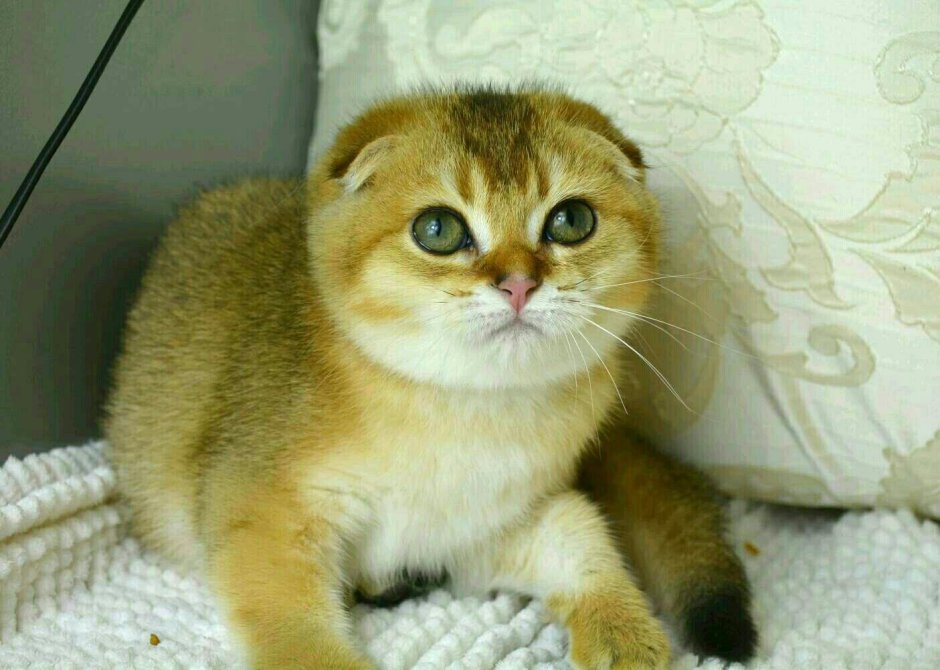 Шотландская вислоухая Золотая шиншилла