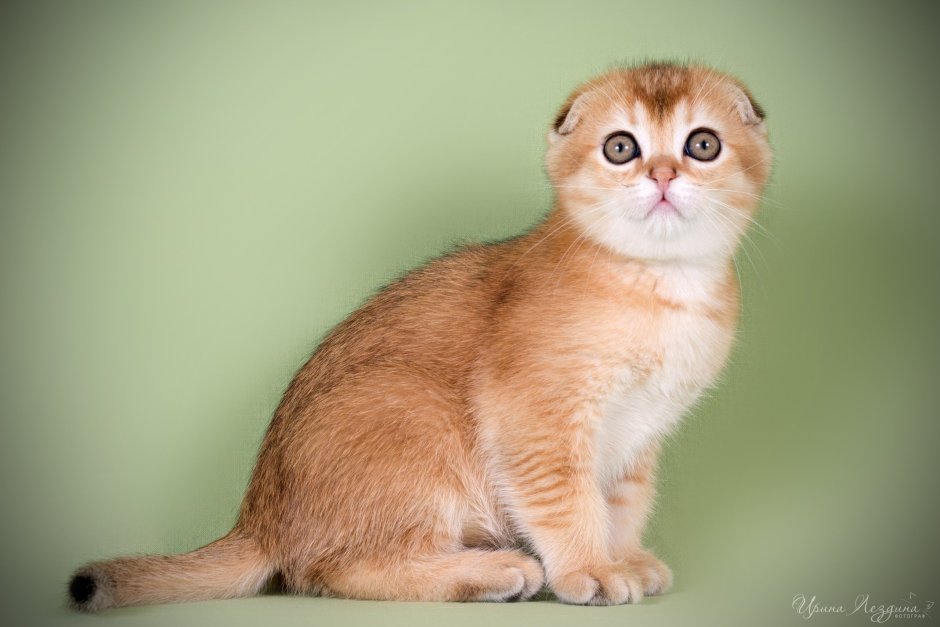 Золотая тикированная шиншилла вислоухая