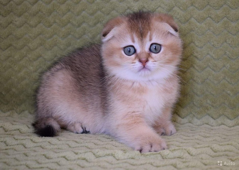 Шотландская вислоухая Золотая шиншилла