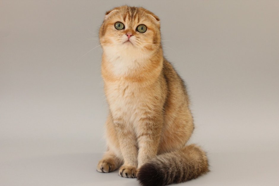 Золотистая шиншилла шотландская вислоухая