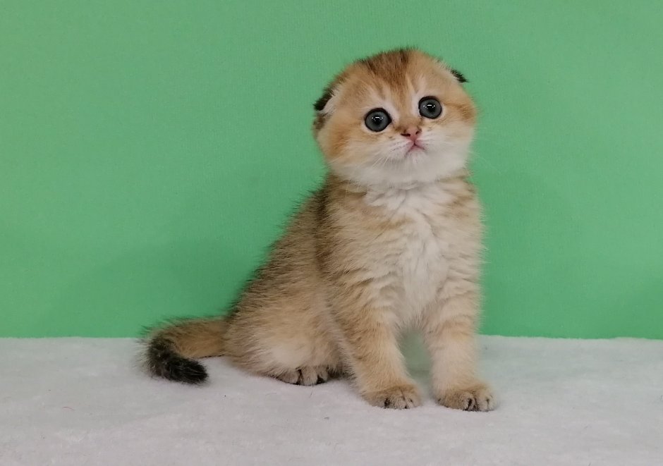 Шотландская Золотая тикированная шиншилла