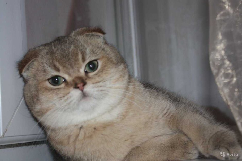 Золотая шиншилла вислоухая