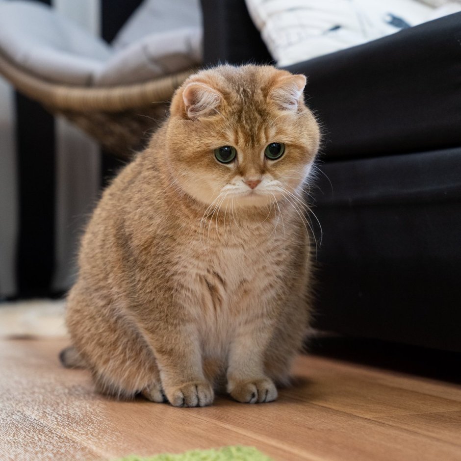 Скоттиш страйт Золотая шиншилла