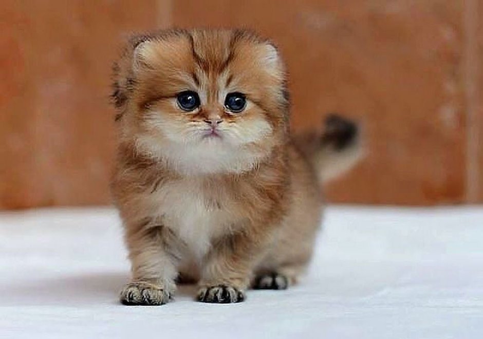 Шотландская Золотая шиншилла пушистая