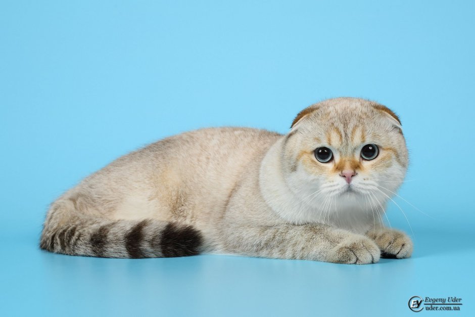 SFS скоттиш фолд NY 25