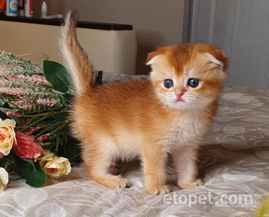 Шотландская Золотая шиншилла фолд