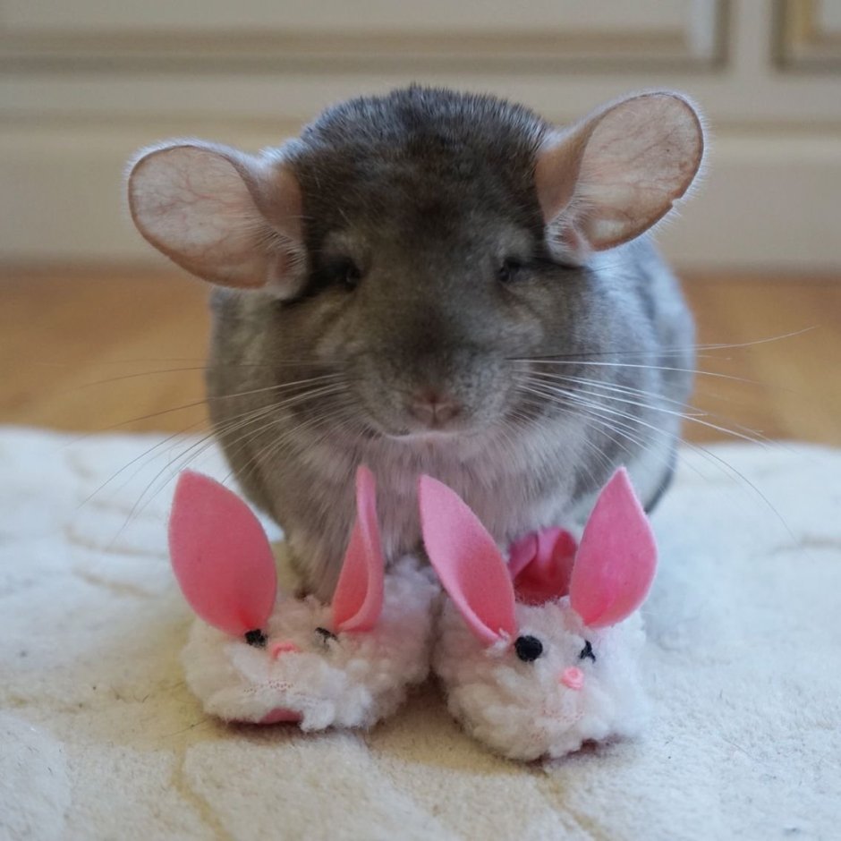 Смешные шиншиллы